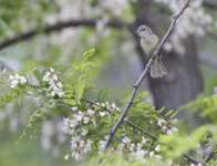 Bells Vireo 2998